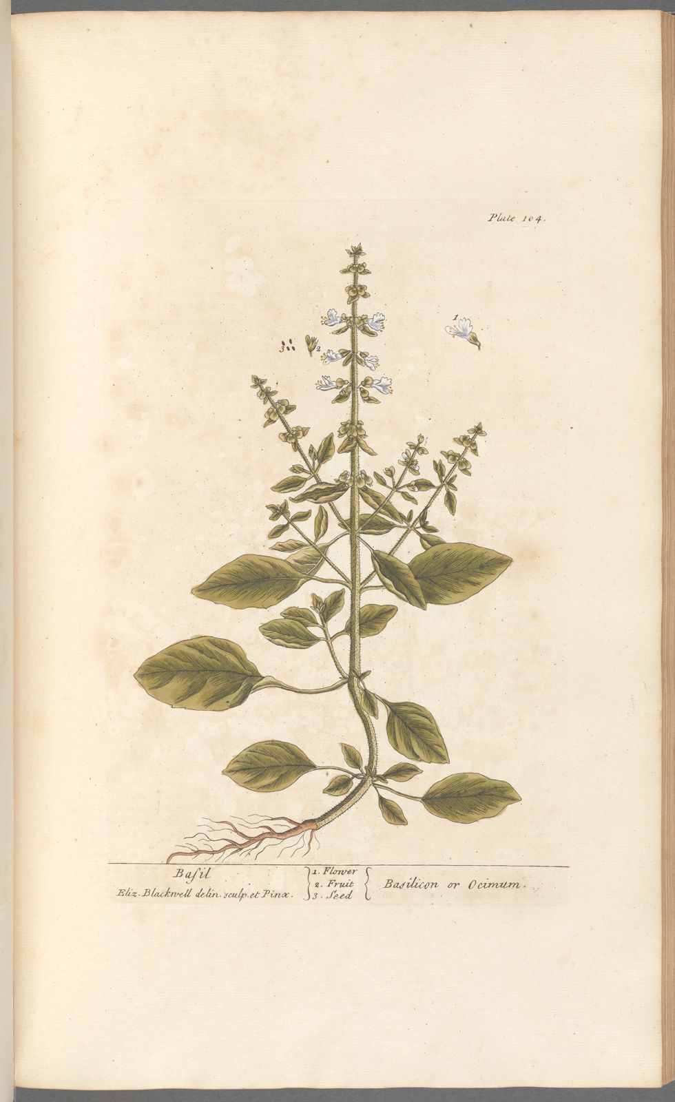 Botanical Collection | Art Prints