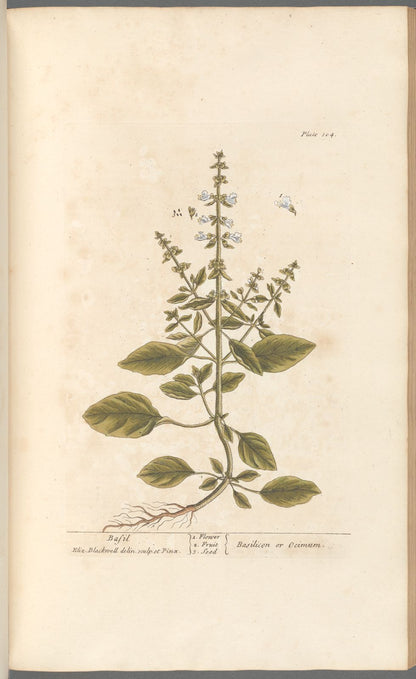 Botanical Collection | Art Prints