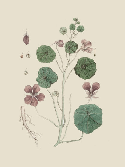 French Botanicals on Cream 8