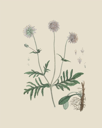 French Botanicals on Cream 4