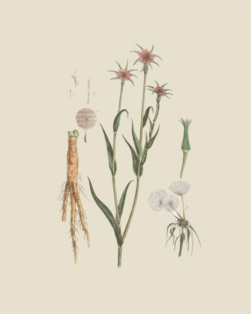 French Botanicals on Cream 7