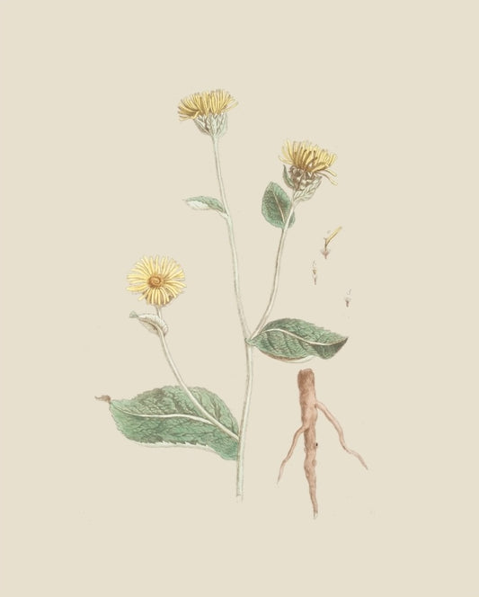 French Botanicals on Cream 5