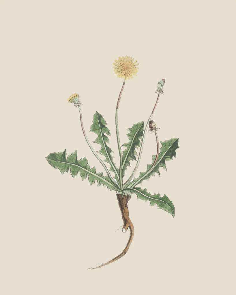 French Botanicals on Cream 2