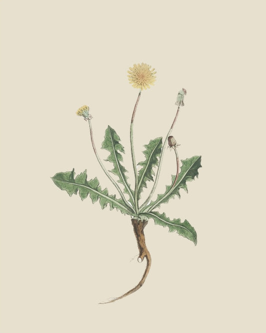 French Botanicals on Cream 2