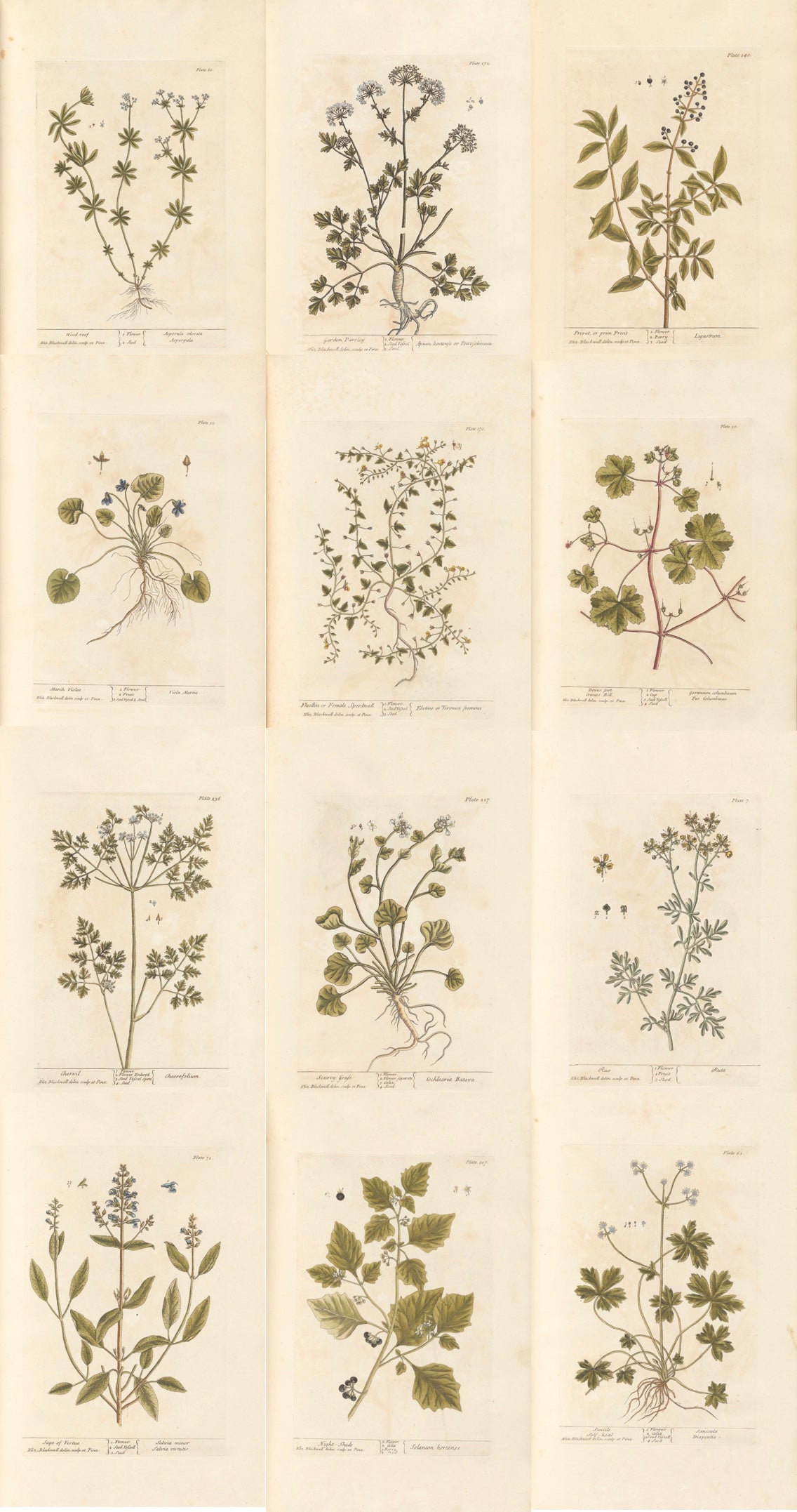 Botanical Tags