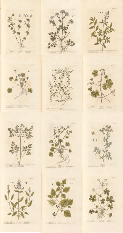 Botanical Tags