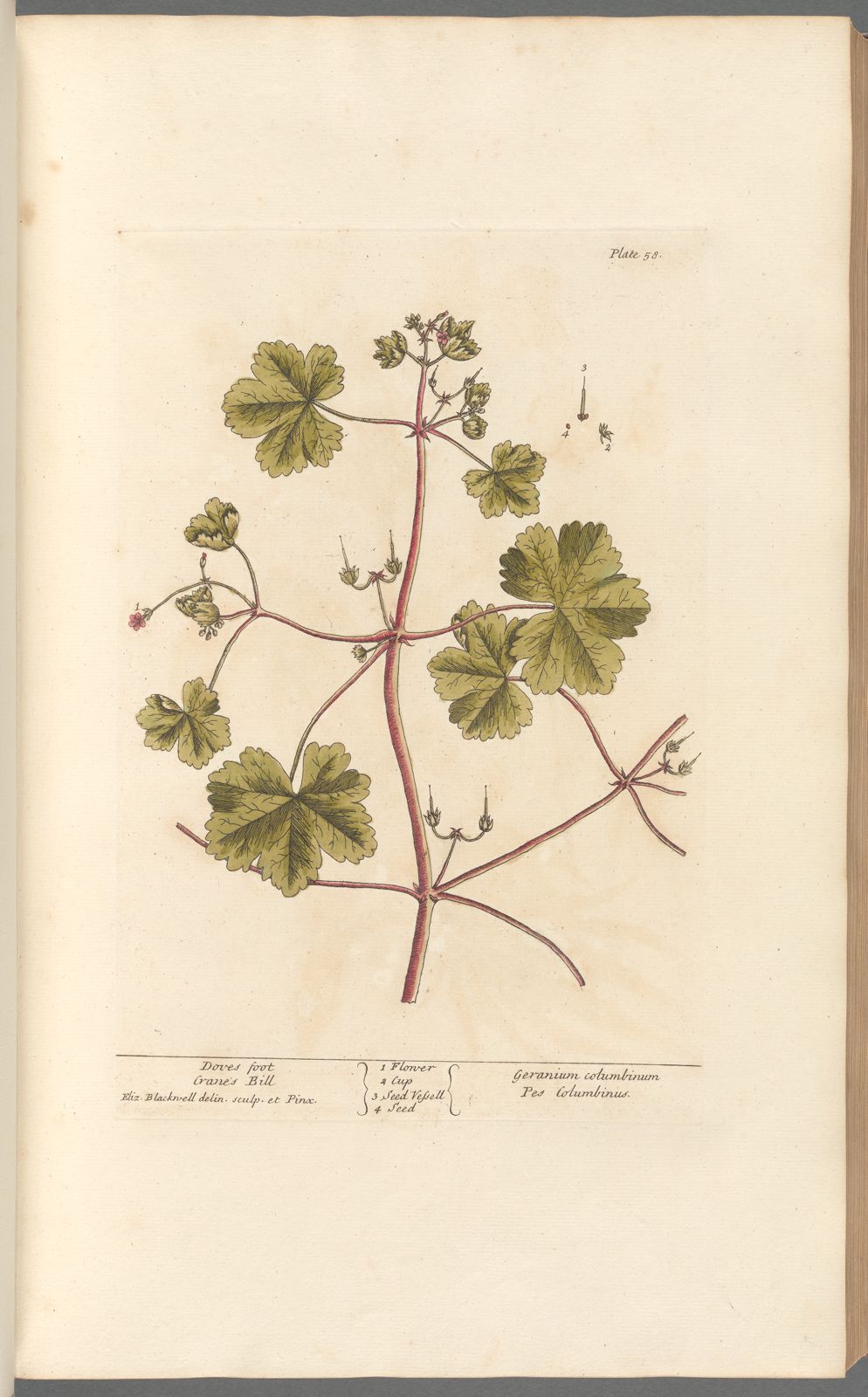 Botanical Collection | Art Prints