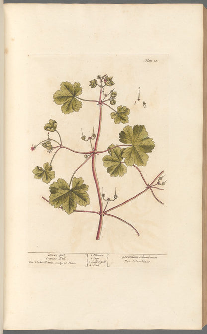 Botanical Collection | Art Prints