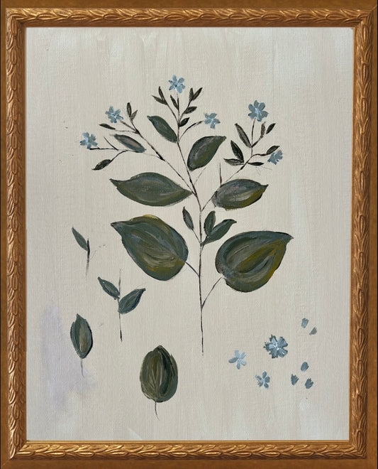 Botanical Studies - Forget Me Not