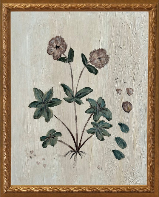 Botanical Studies - Lenton Rose (Hellebore)