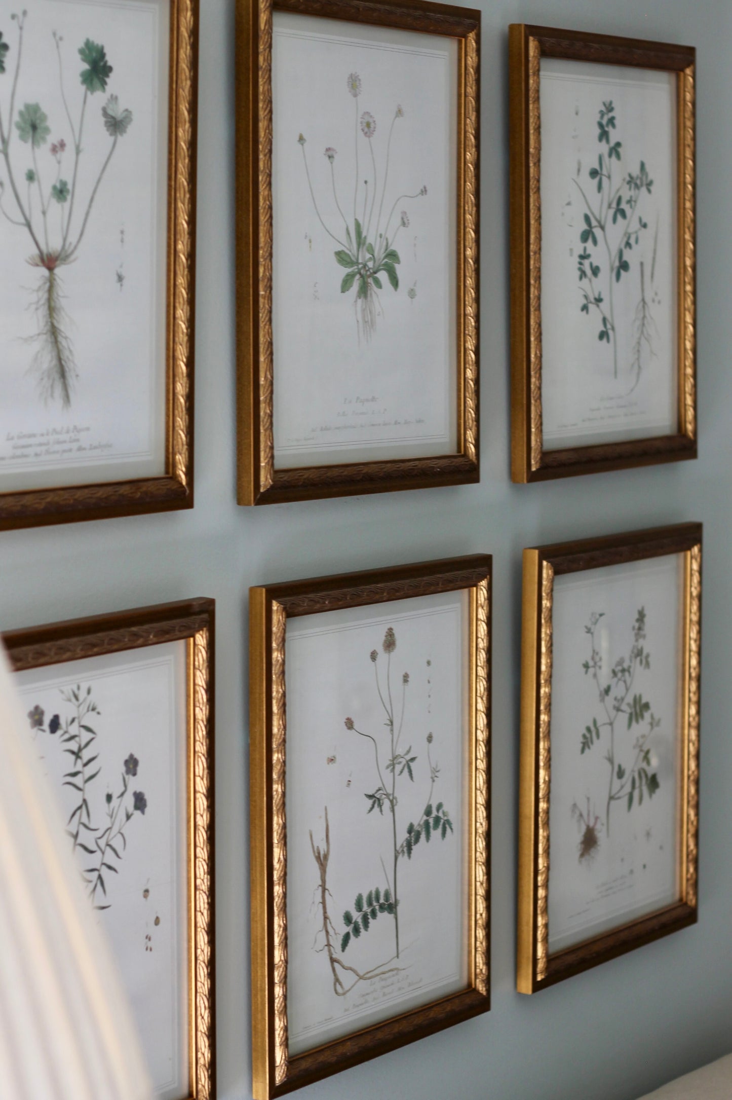 French Botanicals with Soft Border | La Burle