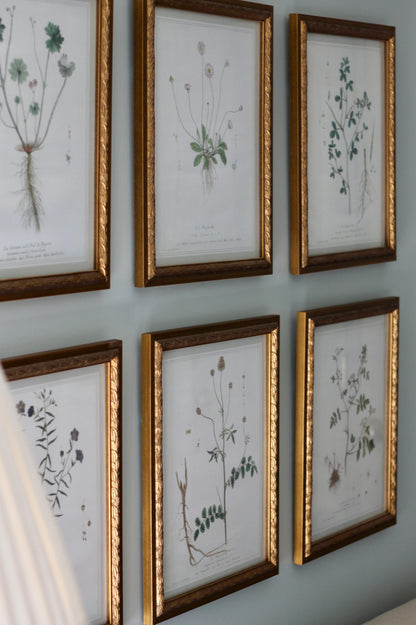 French Botanicals with Soft Border | La Burle