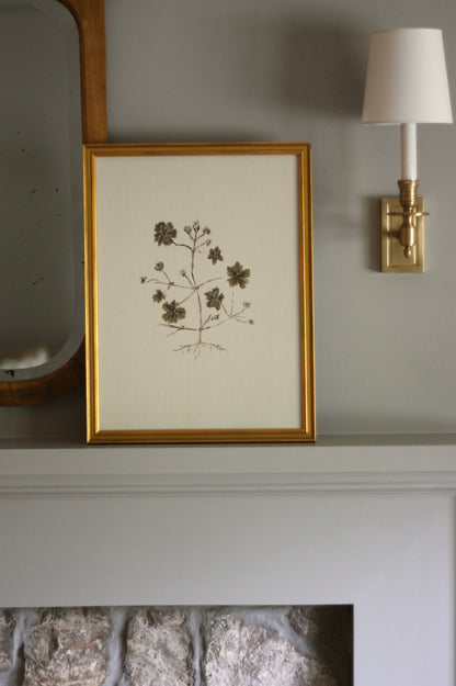 Original Botanical Painting Prints - Dove's Foot