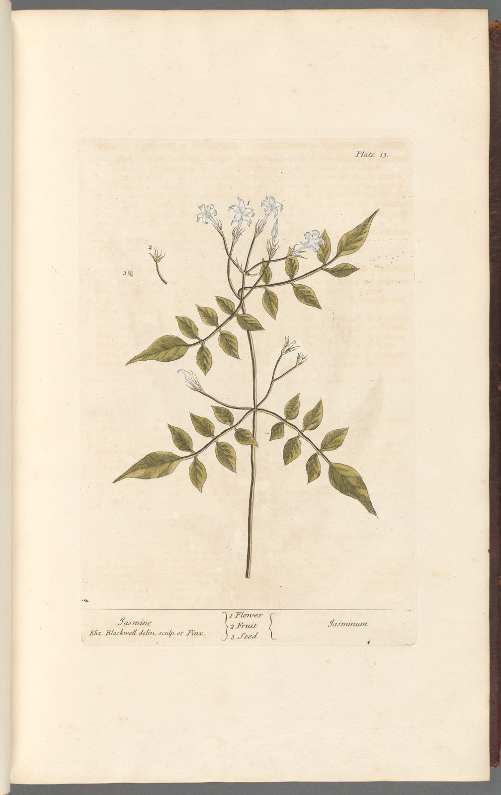 Botanical Collection | Art Prints