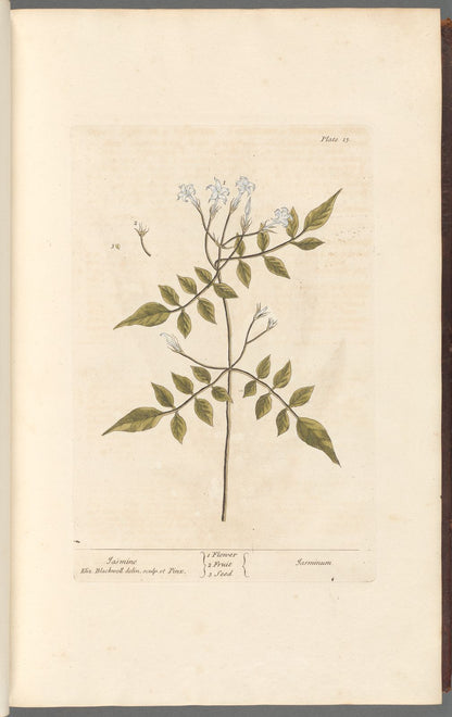 Botanical Collection | Art Prints
