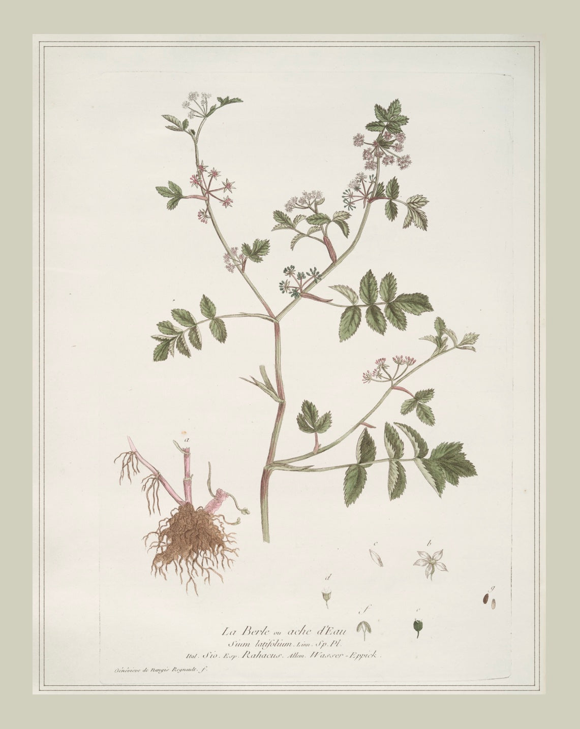 French Botanicals with Soft Border | La Burle