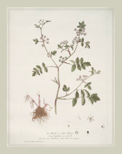 French Botanicals with Soft Border | La Burle