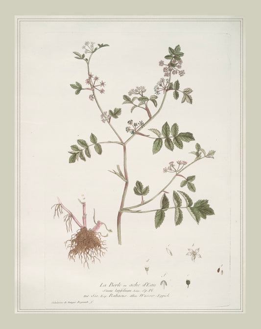 French Botanicals with Soft Border | La Burle