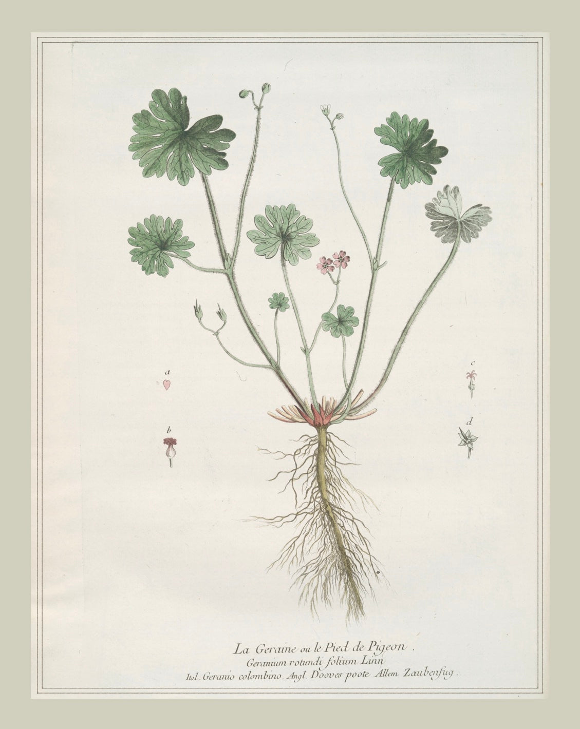 French Botanicals with Soft Border | La Geraine