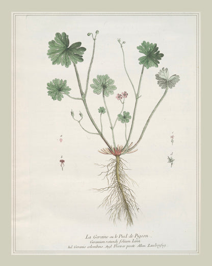 French Botanicals with Soft Border | La Geraine