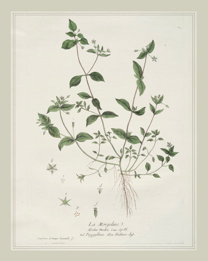 French Botanicals with Soft Border | La Morgeline