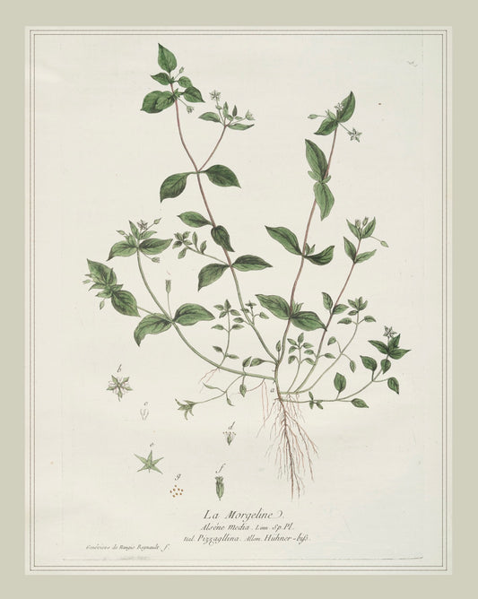 French Botanicals with Soft Border | La Morgeline