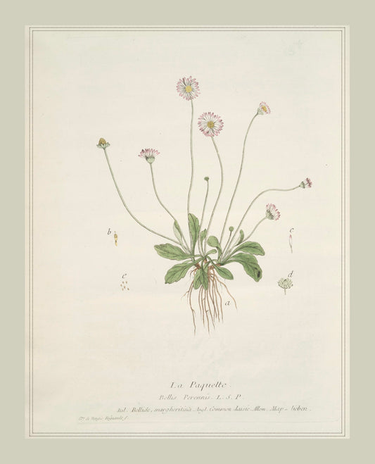 French Botanicals with Soft Border | La Paquette