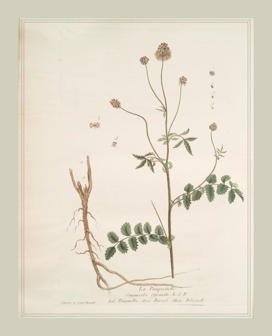 French Botanicals with Soft Border | La Pimprenelle