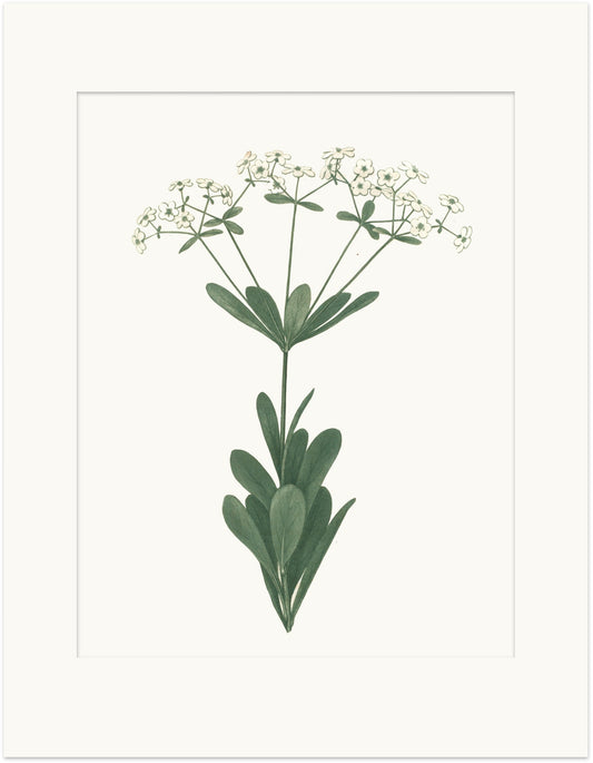 Medicinal Botanical Print - Large Flowering Spurge