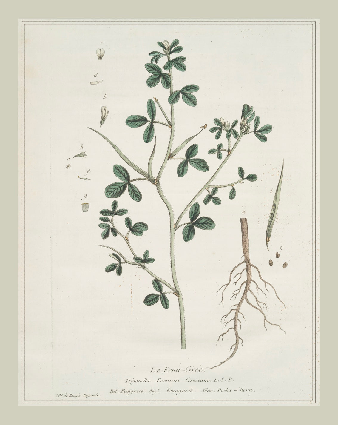 French Botanicals with Soft Border | Le Eenu-Grec.