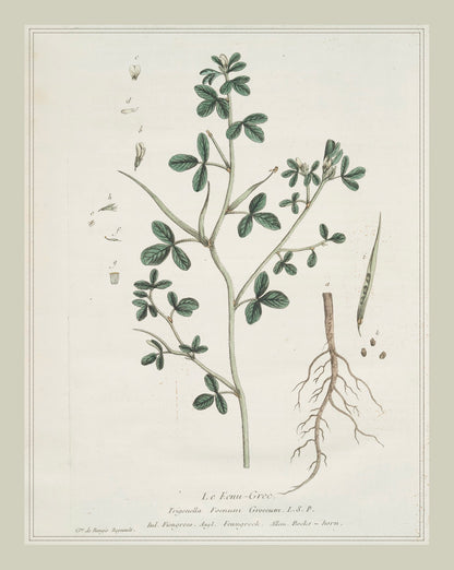 French Botanicals with Soft Border | Le Eenu-Grec.