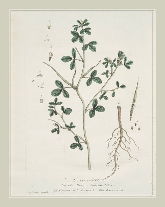 French Botanicals with Soft Border | Le Eenu-Grec.