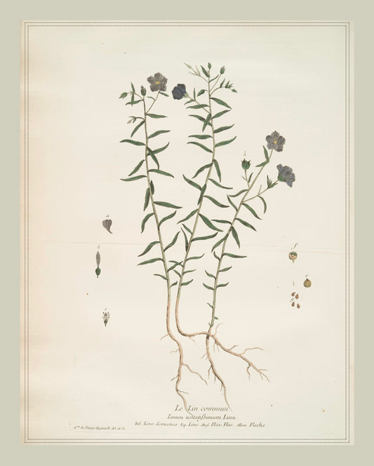 French Botanicals with Soft Border | Le Lin Commun