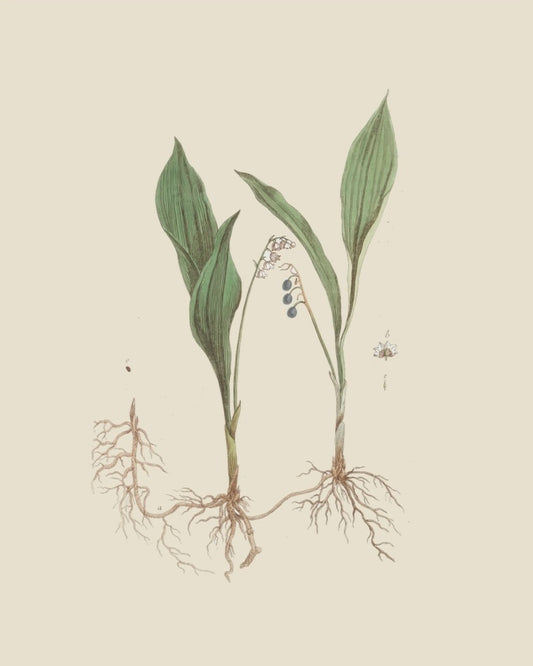 French Botanicals on Cream 1 (lily of the valley)