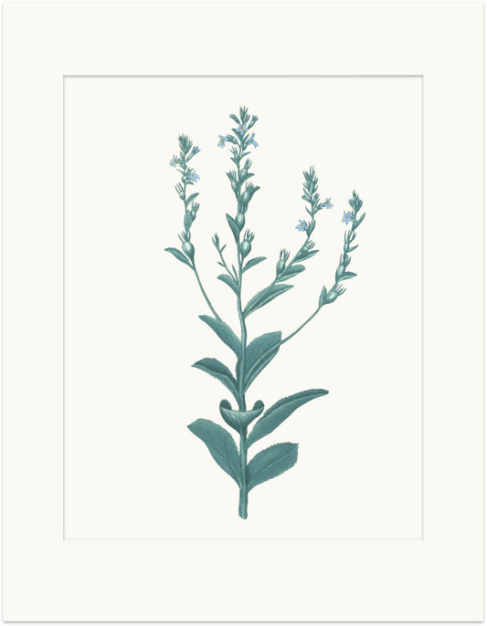 Medicinal Botanical Print - Lobelia Inflata
