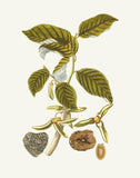 Narrow Botanical Print - Anona
