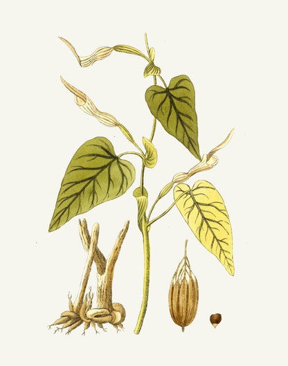 Narrow Botanical Print - Aristolochia