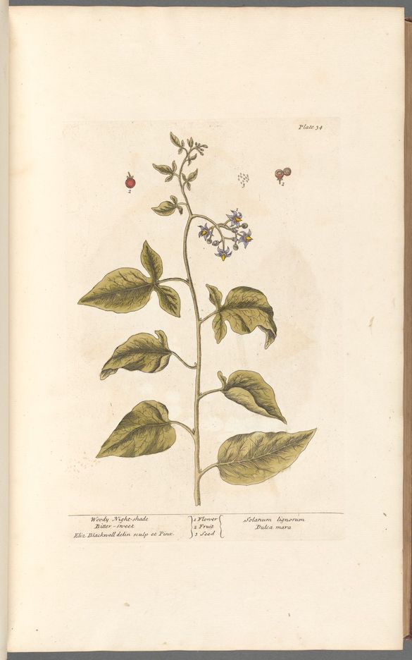 Botanical Collection | Art Prints