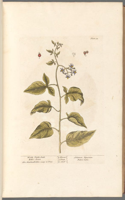 Botanical Collection | Art Prints