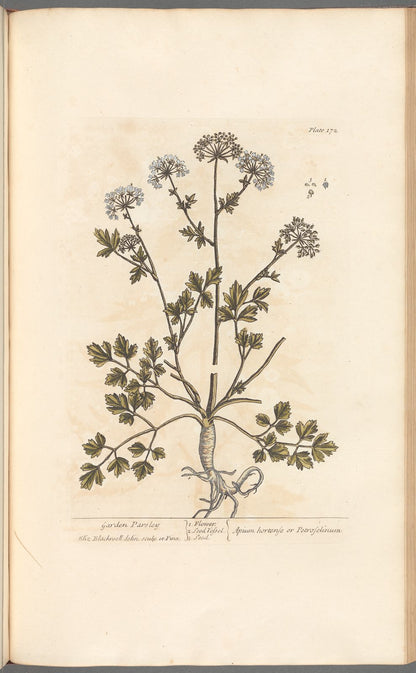 Botanical Collection | Art Prints