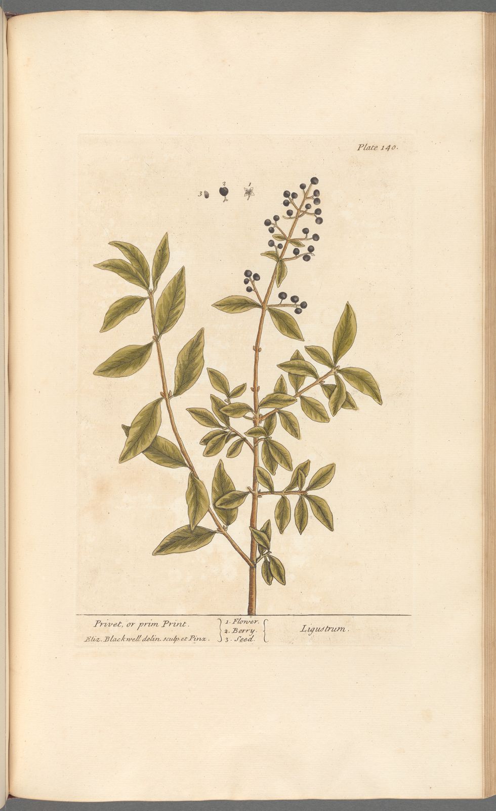 Botanical Collection | Art Prints