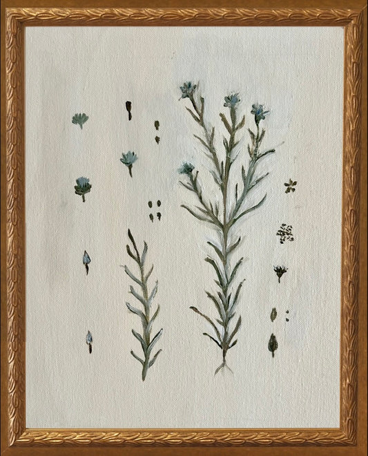 Botanical Studies - Rosemary