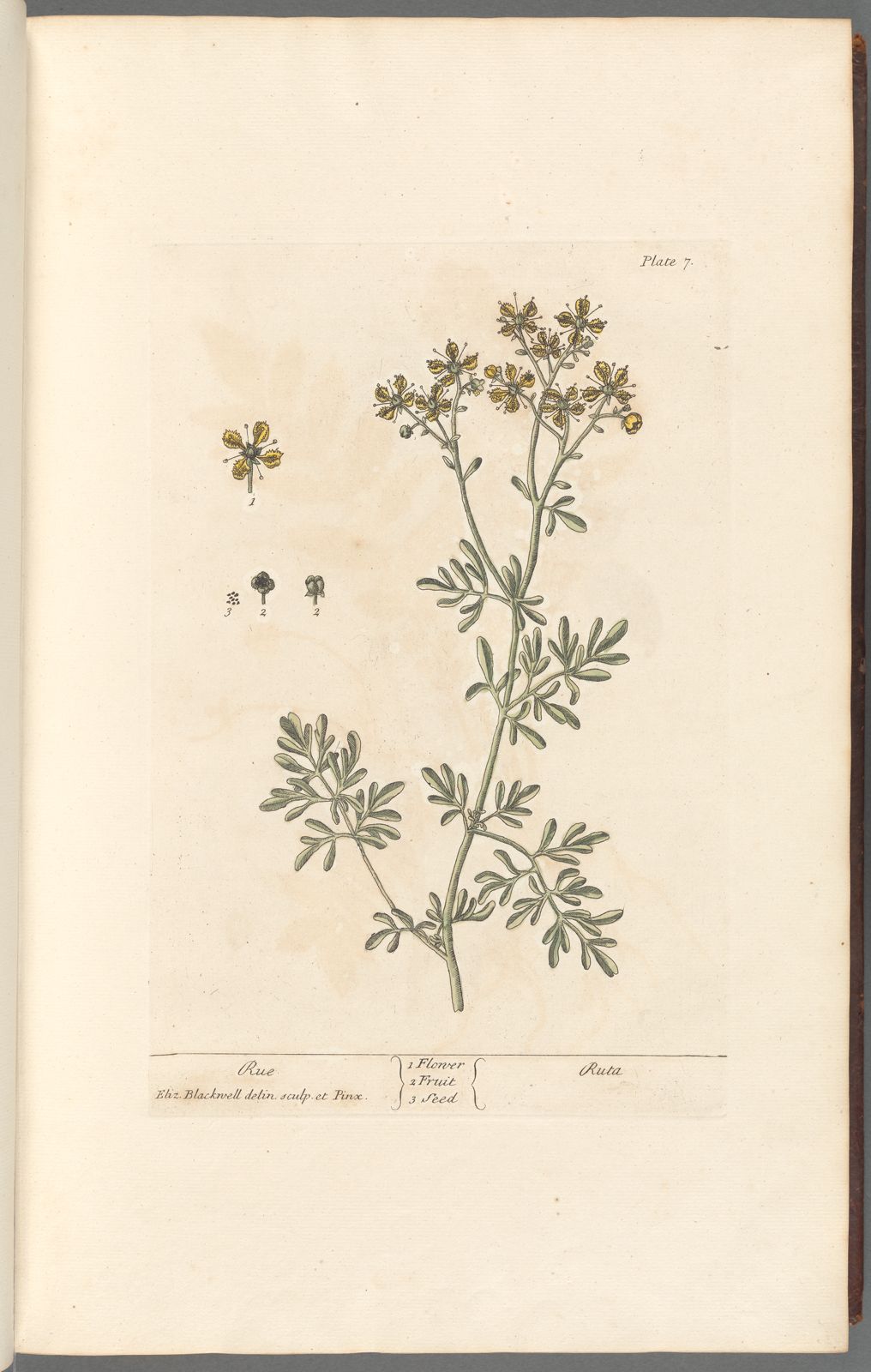 Botanical Collection | Art Prints