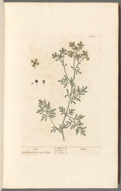 Botanical Collection | Art Prints