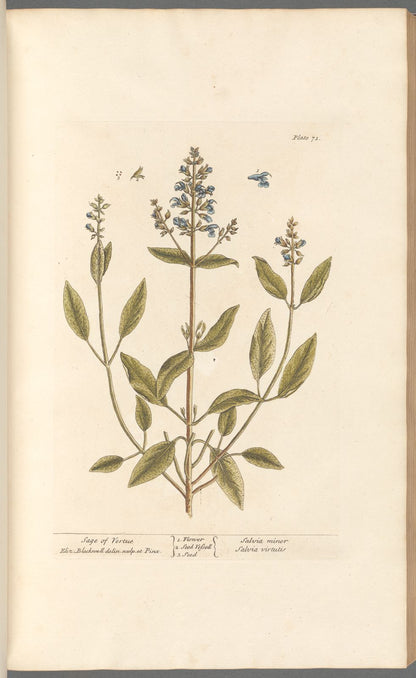 Botanical Collection | Art Prints
