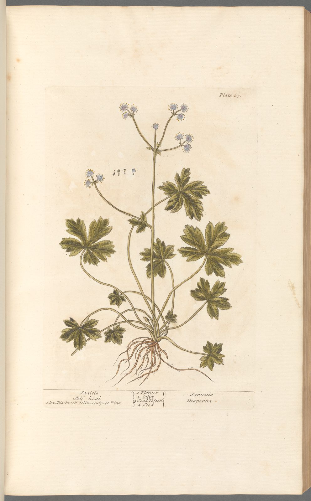 Botanical Collection | Art Prints