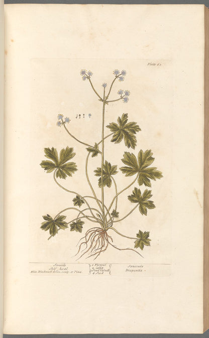 Botanical Collection | Art Prints