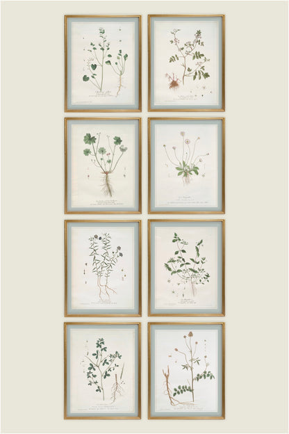 French Botanicals with Robin's Egg Border | Set of 8, 5x7s