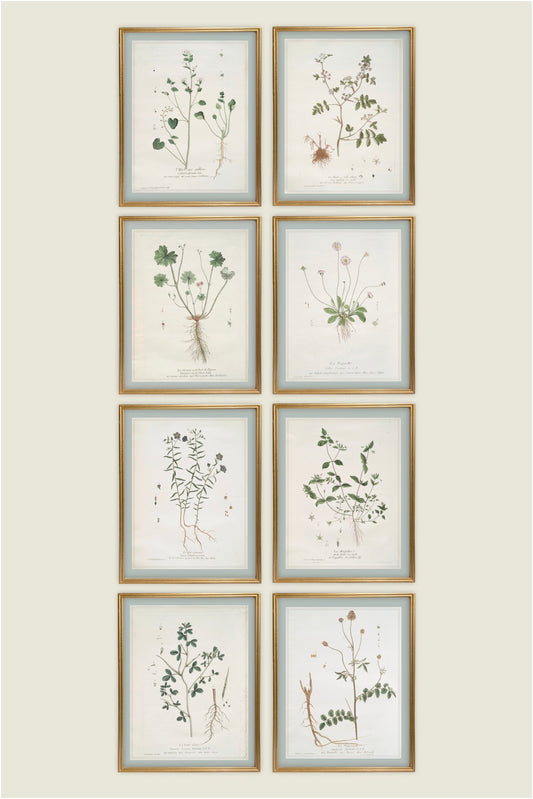 French Botanicals with Robin's Egg Border | Set of 8, 5x7s