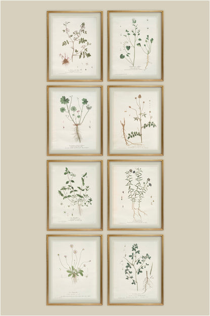 French Botanicals with Silver Border | Set of 8, 3 Sizes